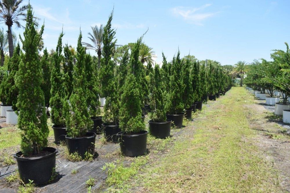 juniperus-chinensis-torulosa-hollywood-juniper