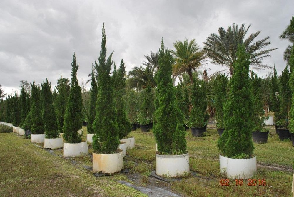 juniperus-chinensis-torulosa-hollywood-juniper