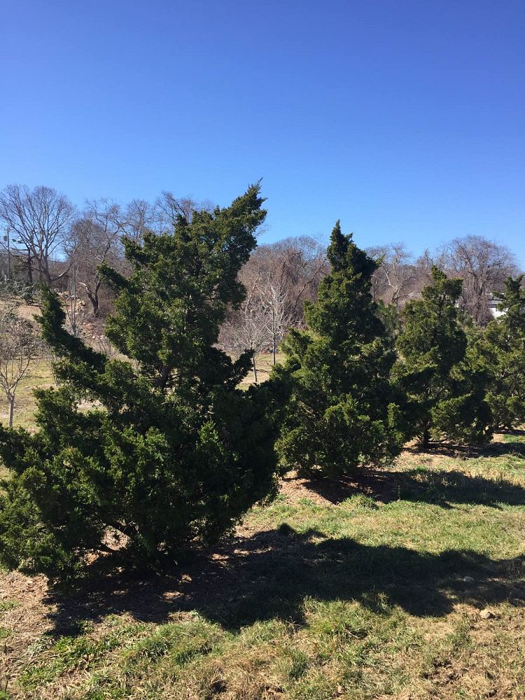 juniperus-chinensis-torulosa-hollywood-juniper