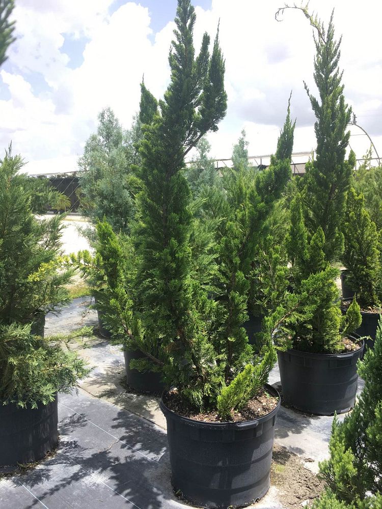 juniperus-chinensis-torulosa-hollywood-juniper
