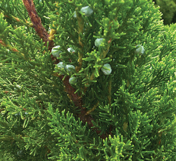 juniperus-chinensis-torulosa-hollywood-juniper