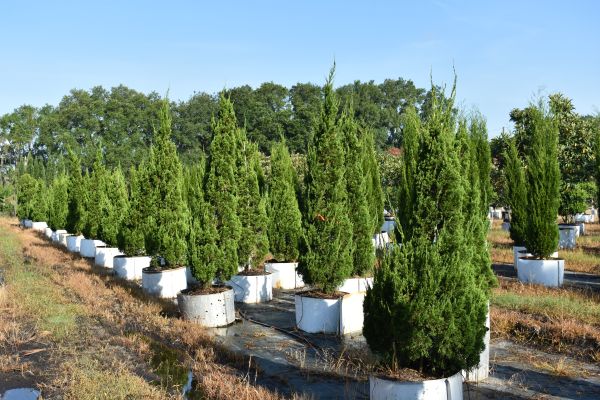 juniperus-chinensis-torulosa-hollywood-juniper
