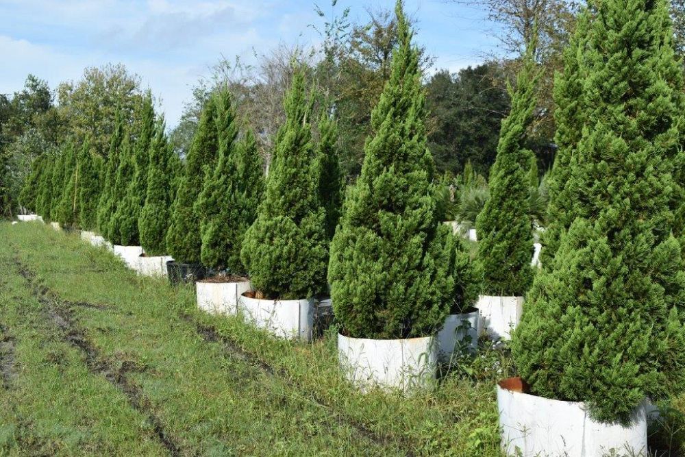 juniperus-chinensis-torulosa-hollywood-juniper