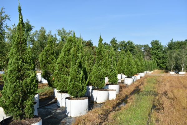 juniperus-chinensis-torulosa-hollywood-juniper