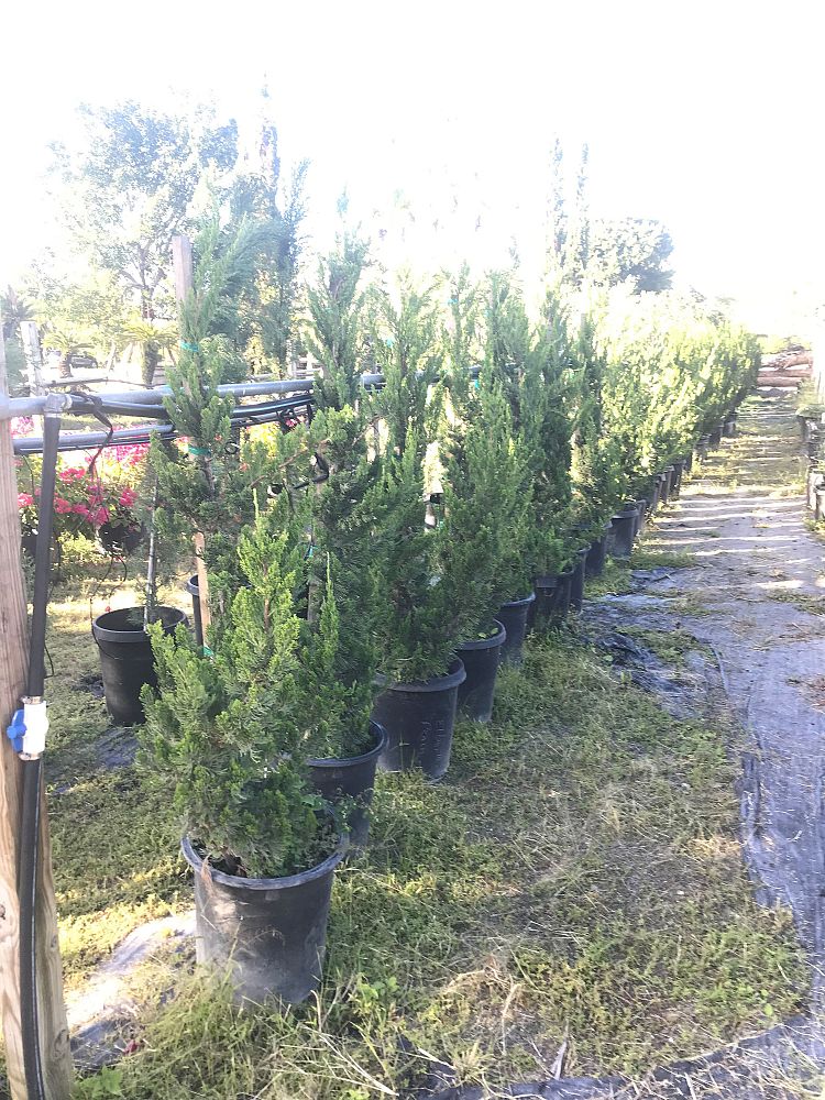 juniperus-chinensis-torulosa-hollywood-juniper