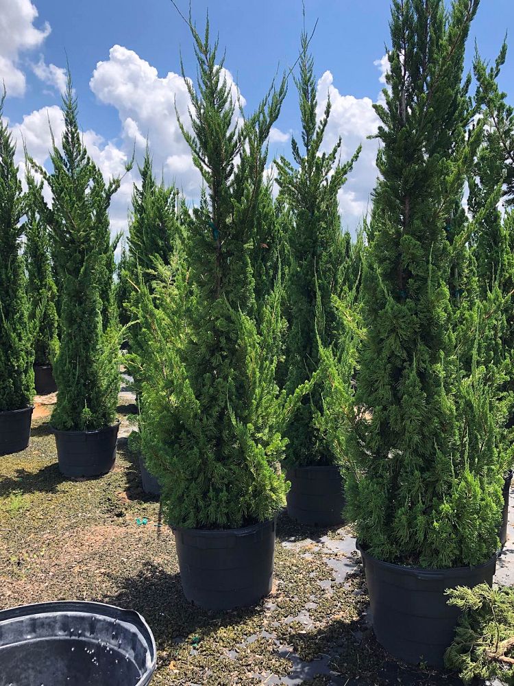 juniperus-chinensis-torulosa-hollywood-juniper