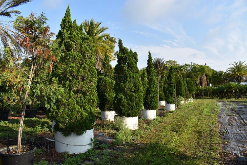 juniperus-chinensis-torulosa-hollywood-juniper