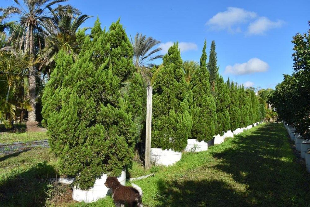 juniperus-chinensis-torulosa-hollywood-juniper