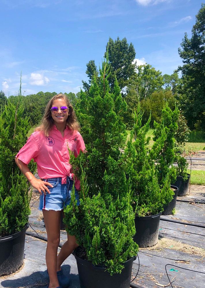 juniperus-chinensis-torulosa-hollywood-juniper