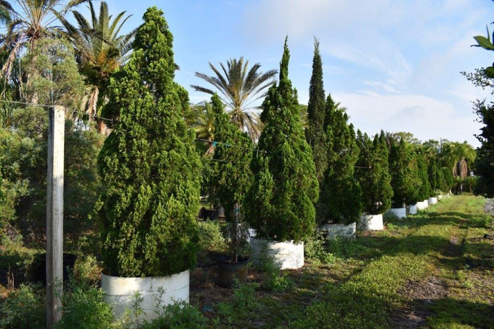 juniperus-chinensis-torulosa-hollywood-juniper