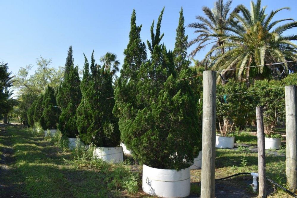 juniperus-chinensis-torulosa-hollywood-juniper