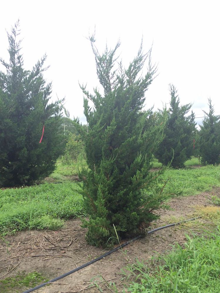 juniperus-chinensis-torulosa-hollywood-juniper