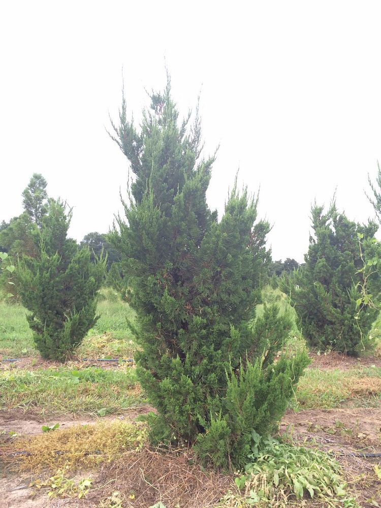 juniperus-chinensis-torulosa-hollywood-juniper