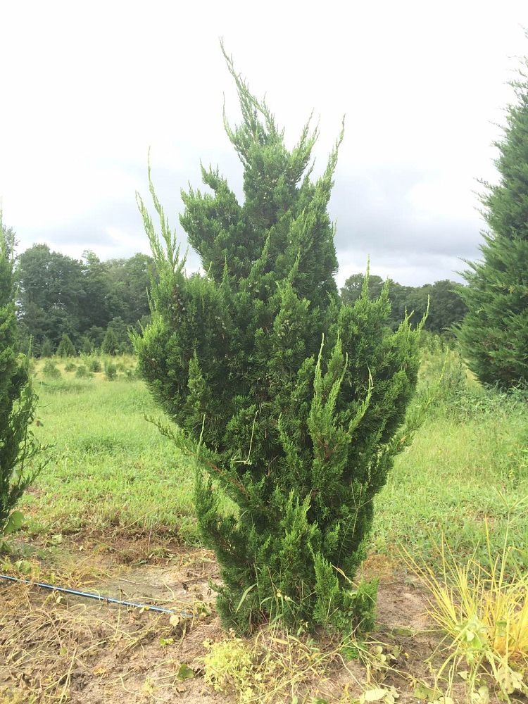 juniperus-chinensis-torulosa-hollywood-juniper