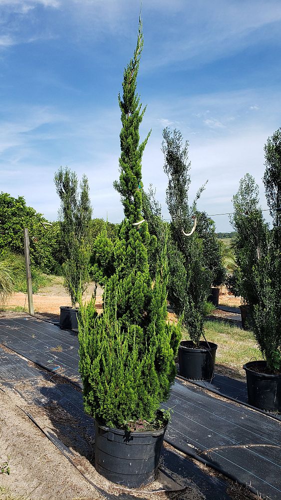 juniperus-chinensis-torulosa-hollywood-juniper