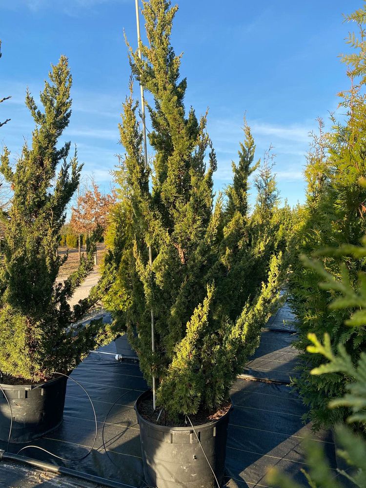juniperus-chinensis-torulosa-hollywood-juniper