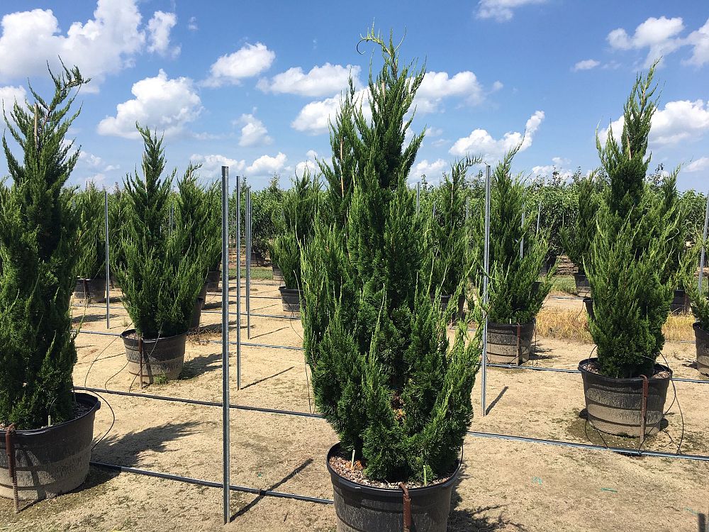 juniperus-chinensis-torulosa-hollywood-juniper