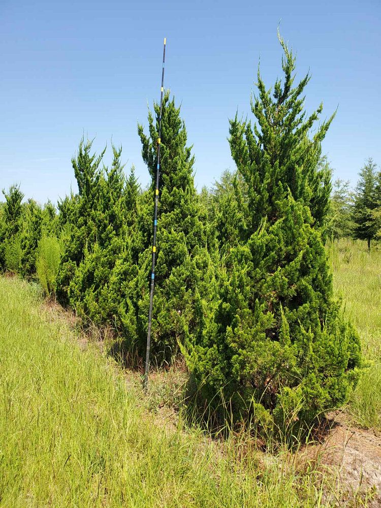 juniperus-chinensis-torulosa-hollywood-juniper