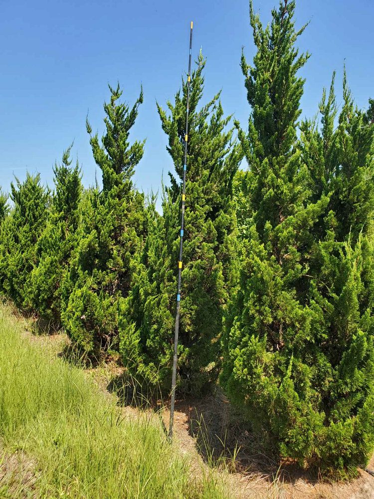 juniperus-chinensis-torulosa-hollywood-juniper