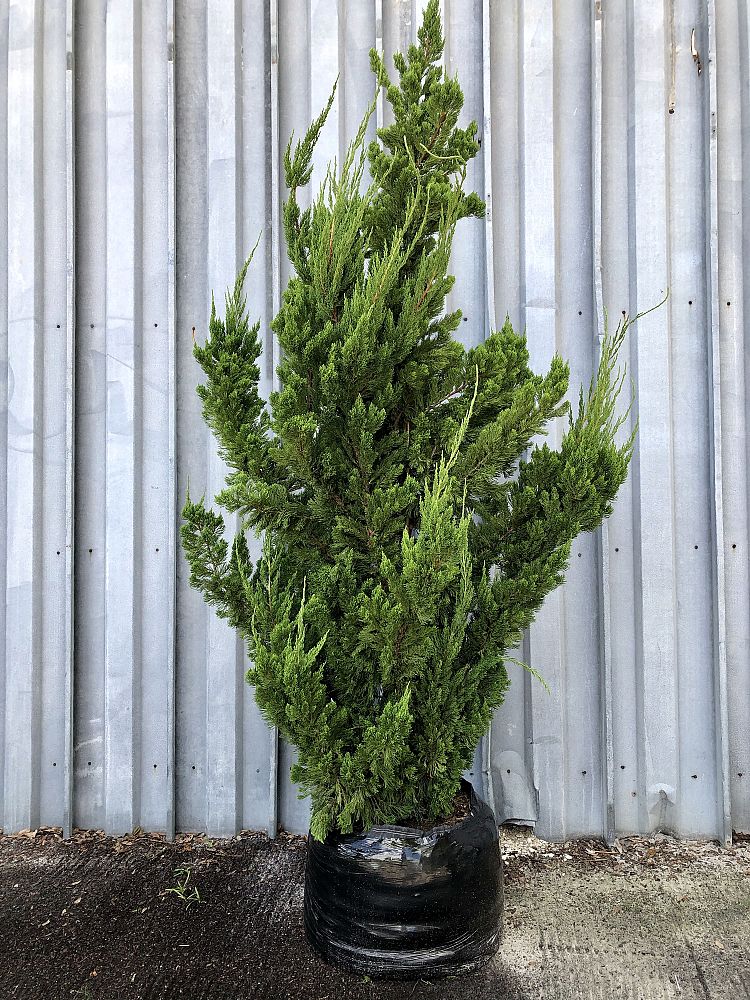 juniperus-chinensis-torulosa-hollywood-juniper