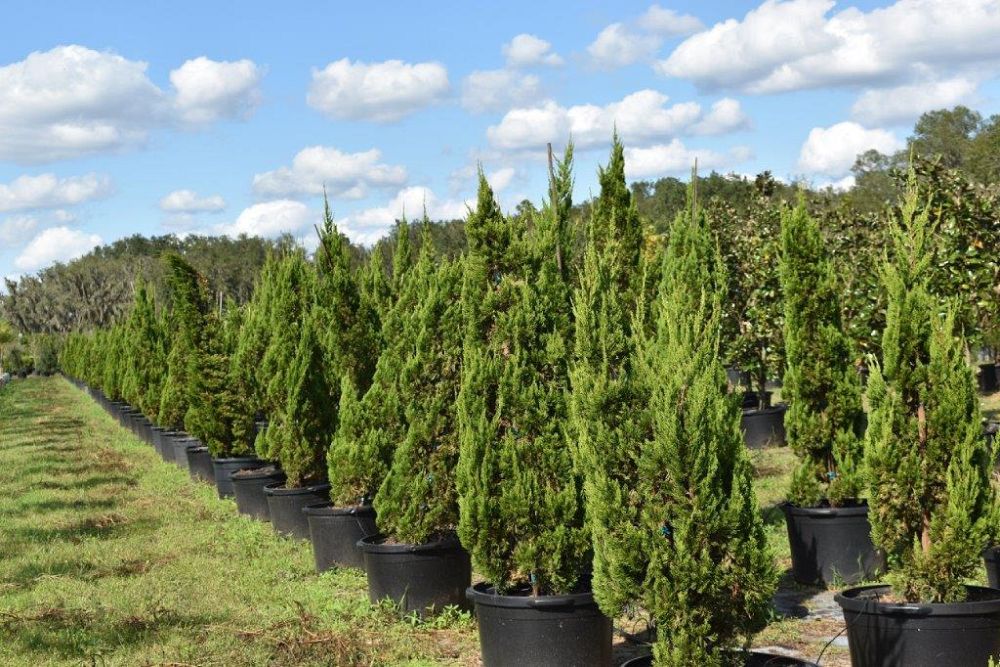 juniperus-chinensis-torulosa-hollywood-juniper