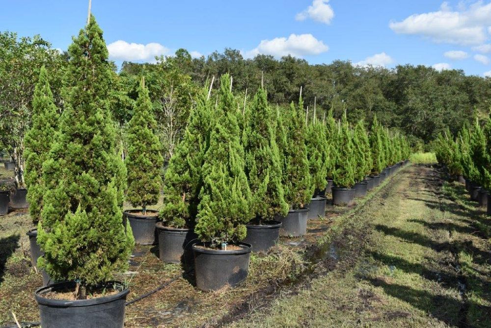 juniperus-chinensis-torulosa-hollywood-juniper