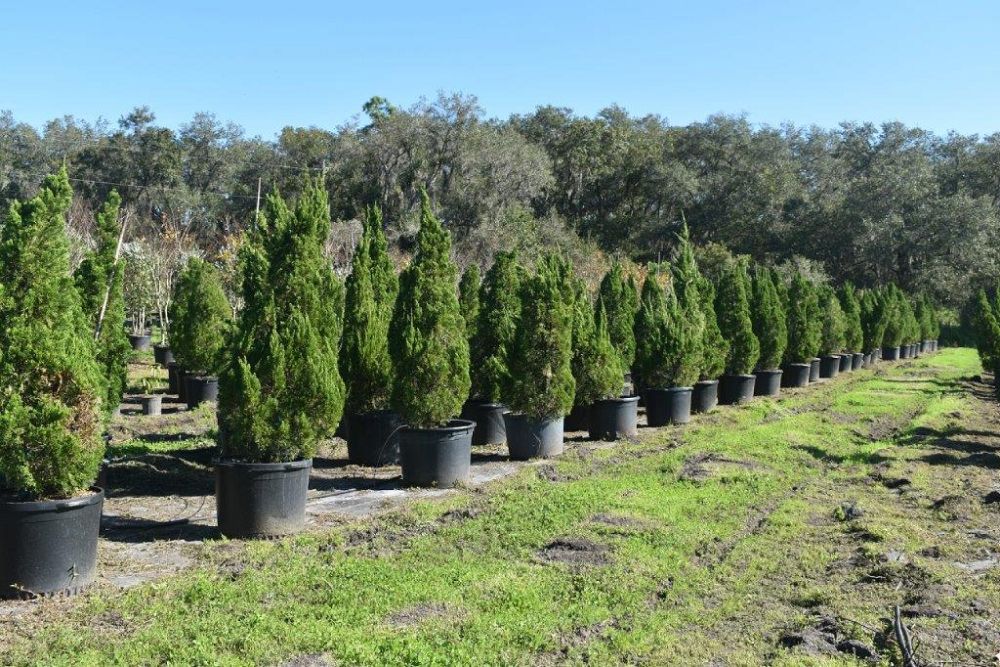 juniperus-chinensis-torulosa-hollywood-juniper