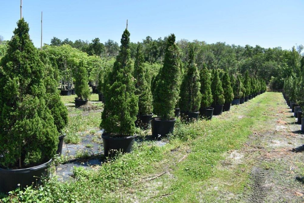 juniperus-chinensis-torulosa-hollywood-juniper