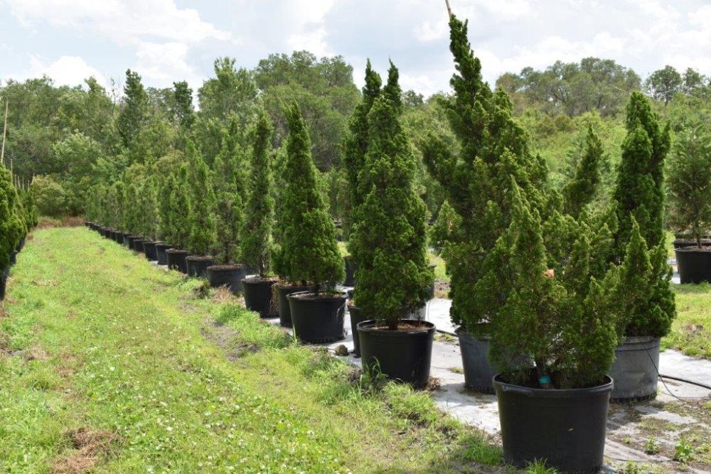 juniperus-chinensis-torulosa-hollywood-juniper