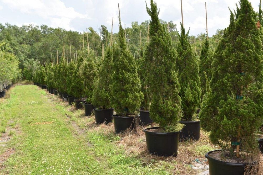 juniperus-chinensis-torulosa-hollywood-juniper
