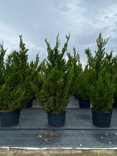 juniperus-chinensis-torulosa-hollywood-juniper