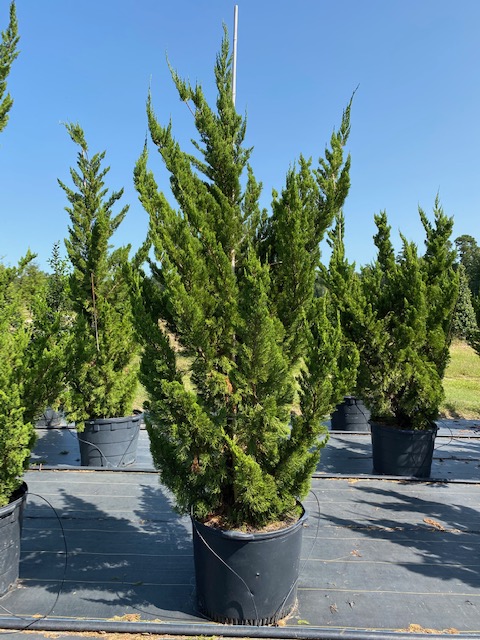 juniperus-chinensis-torulosa-hollywood-juniper