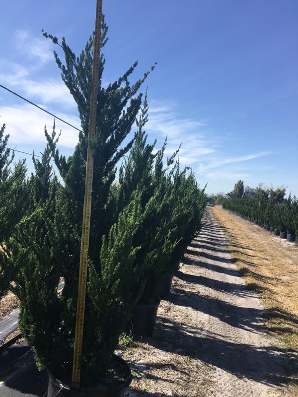 juniperus-chinensis-torulosa-hollywood-juniper