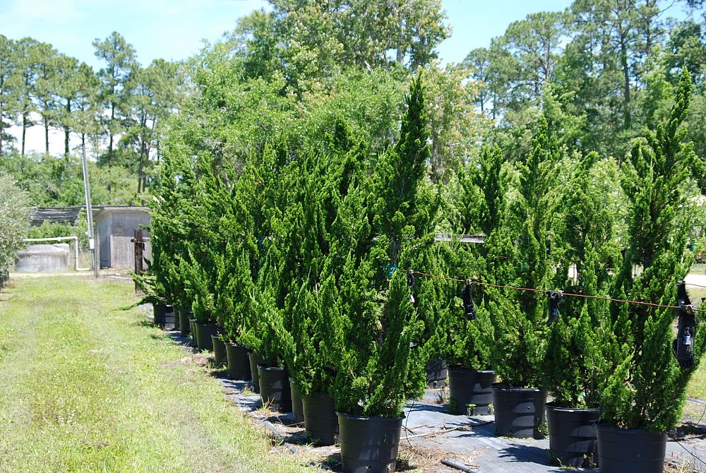 juniperus-chinensis-torulosa-hollywood-juniper