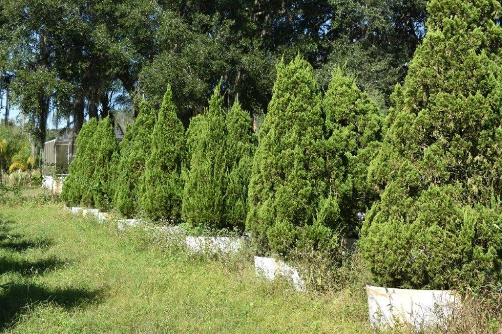 juniperus-chinensis-torulosa-hollywood-juniper