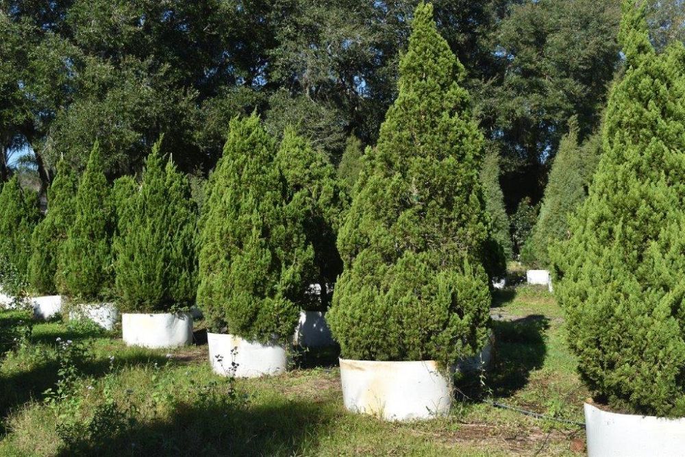 juniperus-chinensis-torulosa-hollywood-juniper