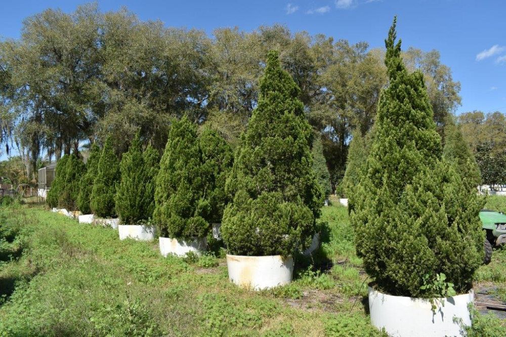 juniperus-chinensis-torulosa-hollywood-juniper