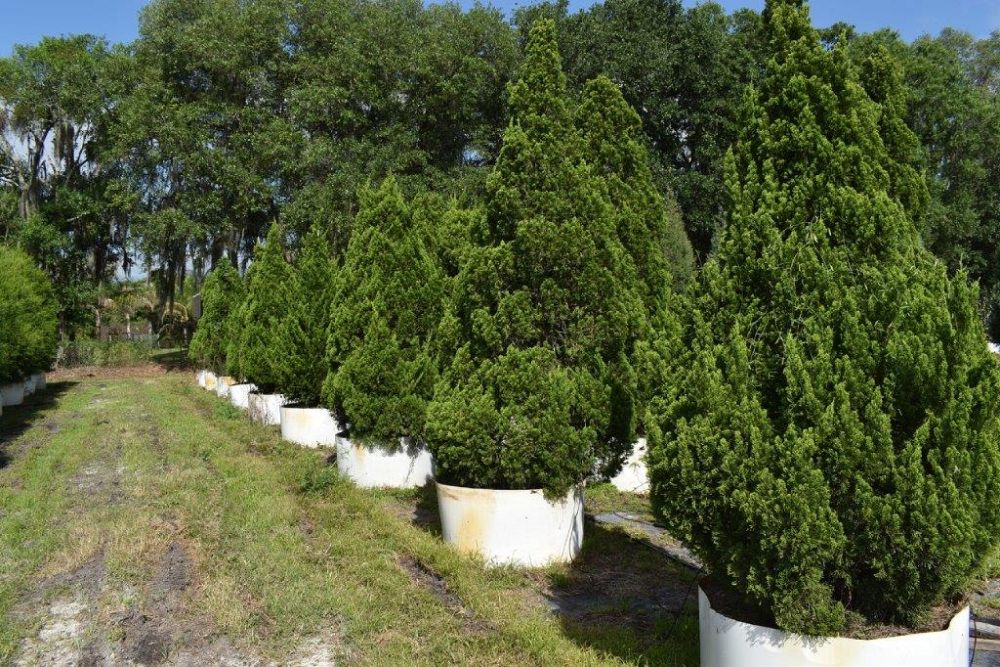 juniperus-chinensis-torulosa-hollywood-juniper
