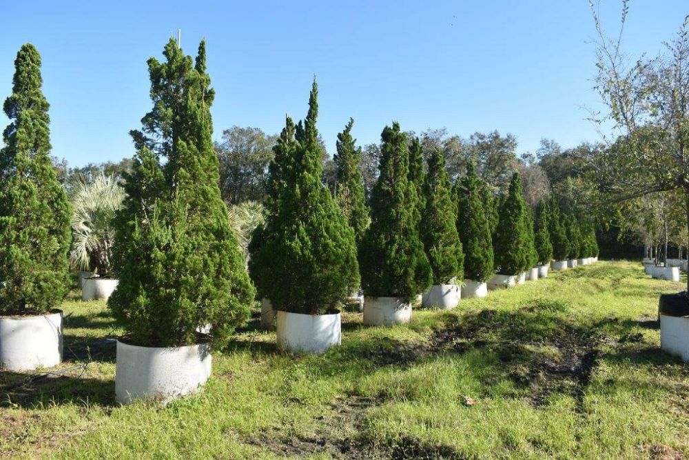 juniperus-chinensis-torulosa-hollywood-juniper