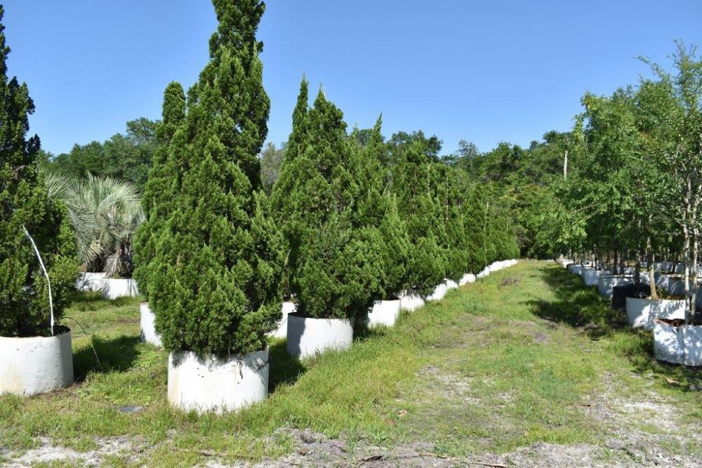 juniperus-chinensis-torulosa-hollywood-juniper