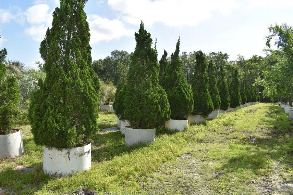 juniperus-chinensis-torulosa-hollywood-juniper
