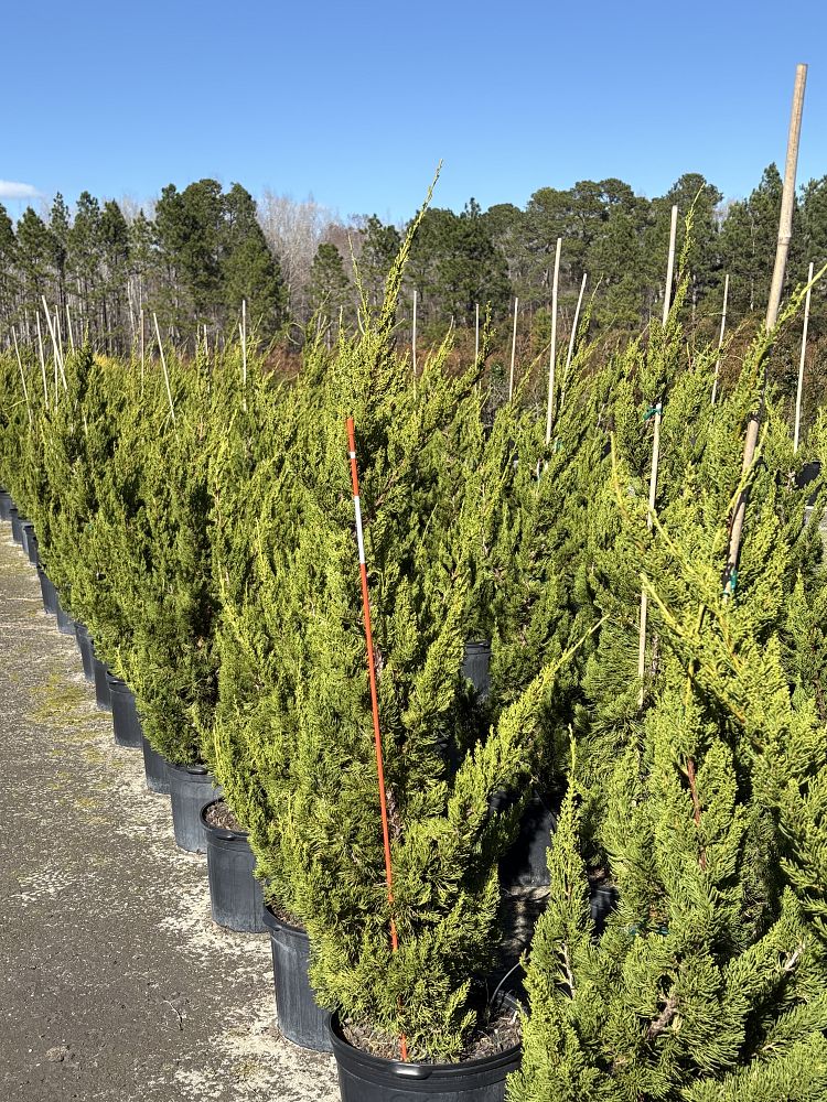 juniperus-chinensis-torulosa-hollywood-juniper