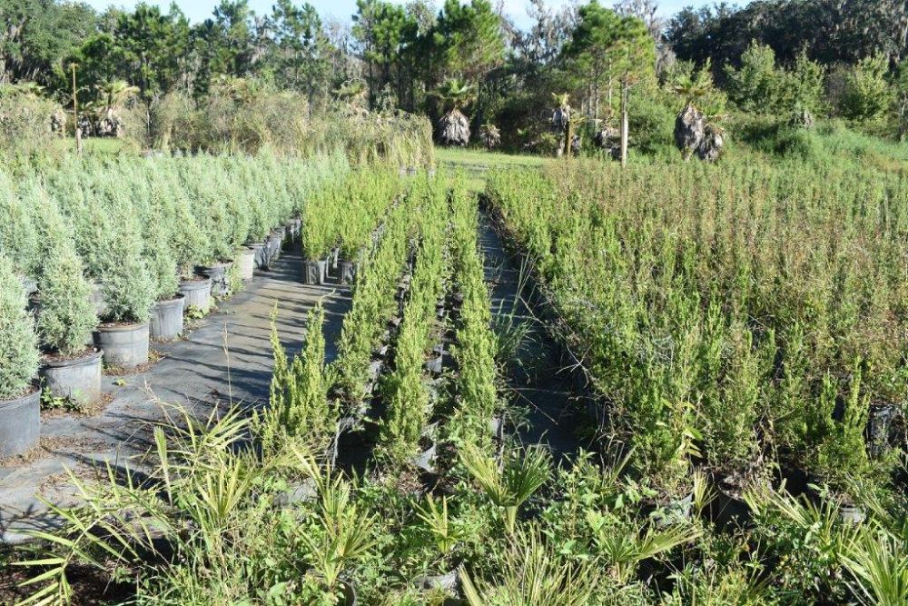 juniperus-chinensis-torulosa-hollywood-juniper