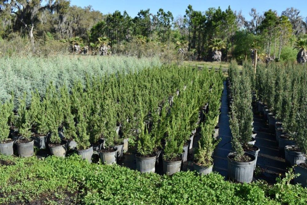 juniperus-chinensis-torulosa-hollywood-juniper