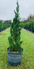 juniperus-chinensis-torulosa-hollywood-juniper