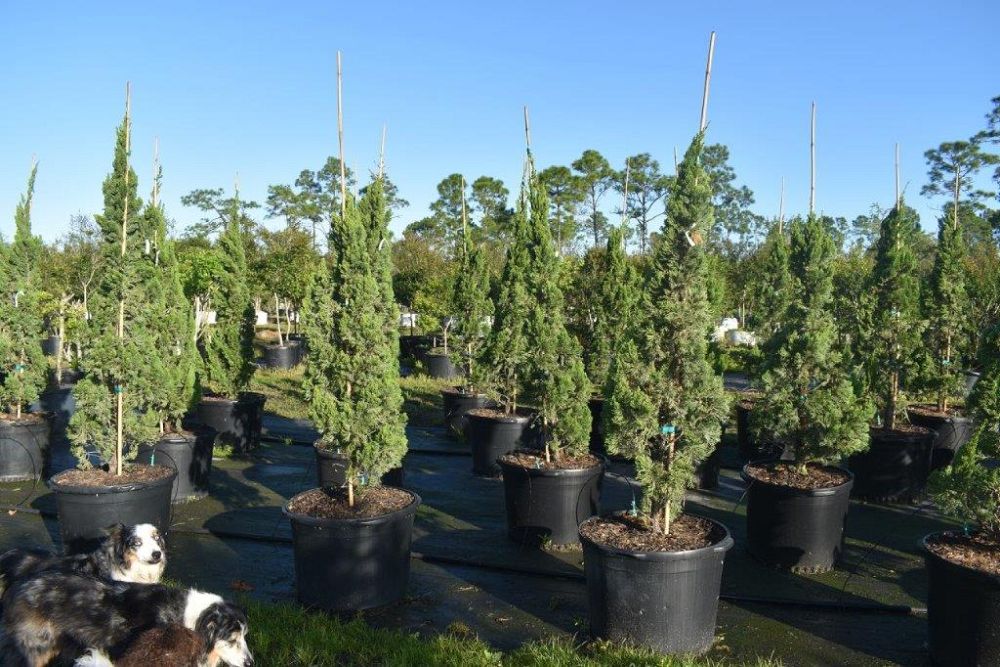 juniperus-chinensis-torulosa-hollywood-juniper