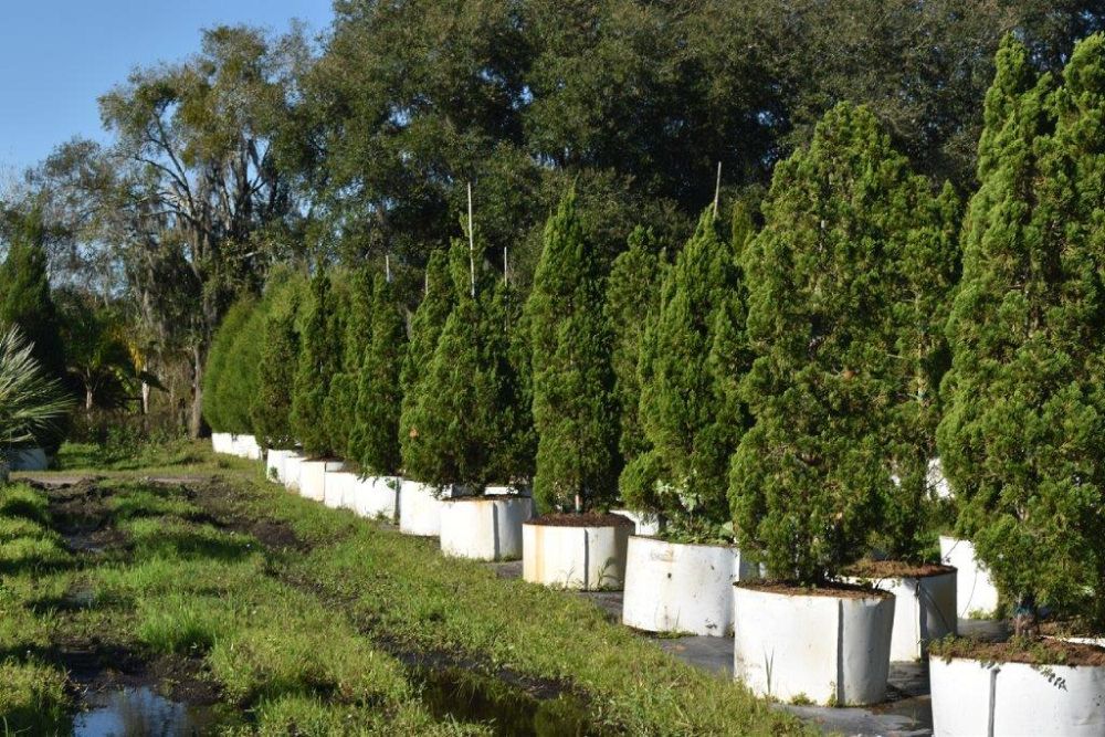 juniperus-chinensis-torulosa-hollywood-juniper