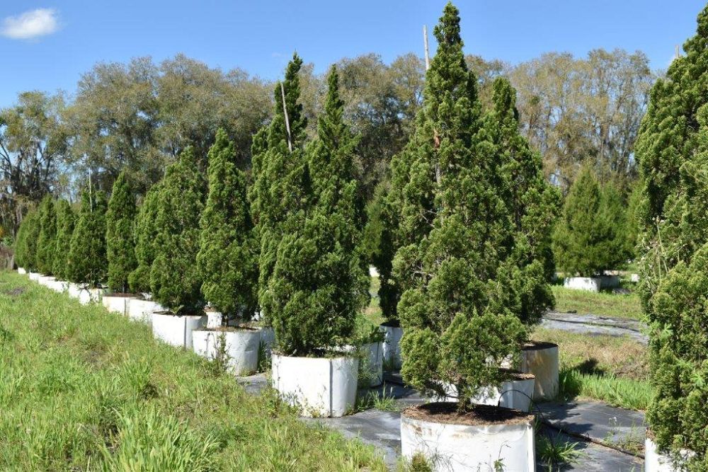 juniperus-chinensis-torulosa-hollywood-juniper