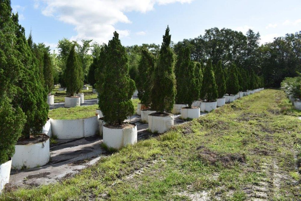 juniperus-chinensis-torulosa-hollywood-juniper