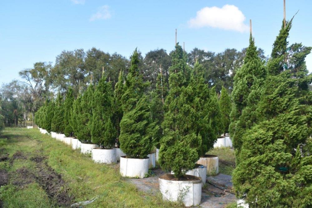 juniperus-chinensis-torulosa-hollywood-juniper